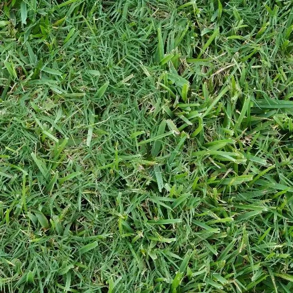 thumbnail for publication: Common Bermudagrass [Cynodon dactylon (L.) Pers.] Contamination Management in Florida Turfgrasses
